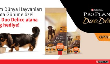 Son Derece Sağlıklı Mama Çeşitleri