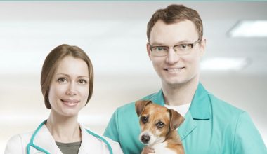 Bahçelievler Veteriner Bahçelievler Veteriner