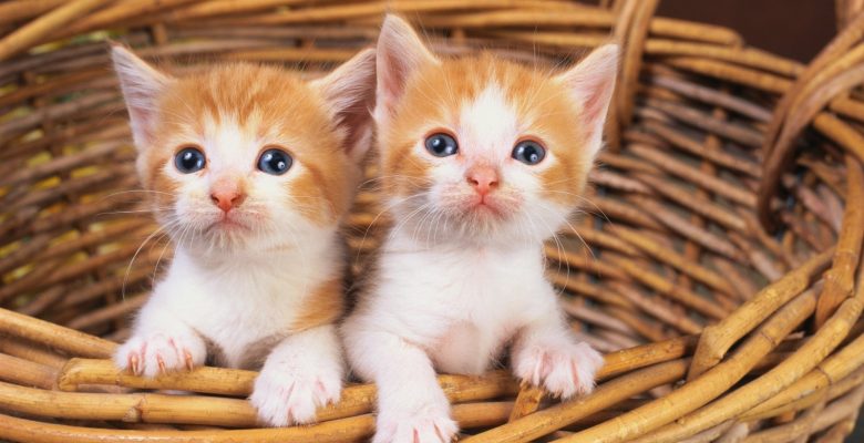 Yavru Kedilerde Göz İltihabı