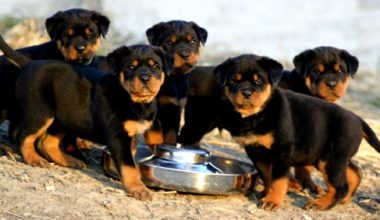 Rottweiler Oldugu Nasil Anlasilir? Rottweiler Oldugu Nasil Anlasilir?