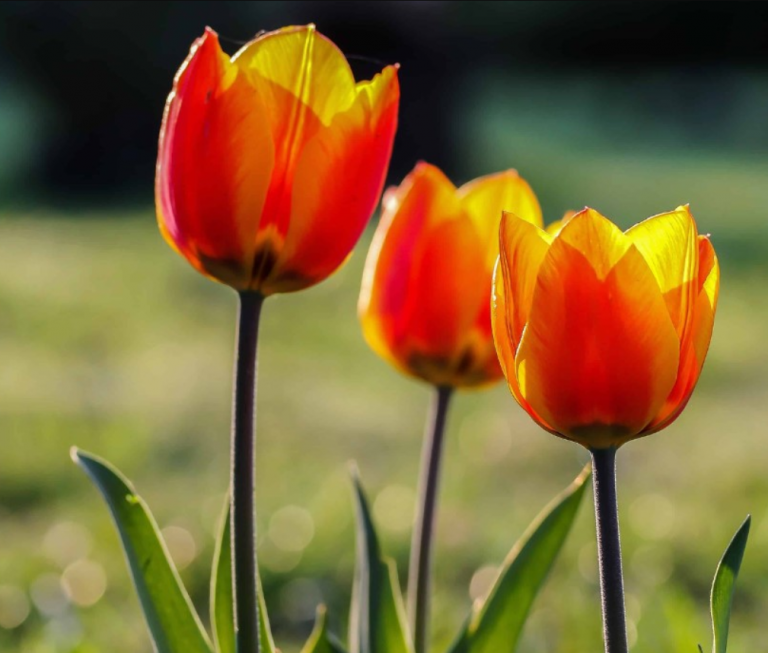 Ters Lale Nedir ve Ne Anlama Gelir?